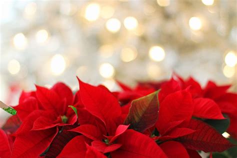 300+ Free Poinsettia & Christmas Images - Pixabay