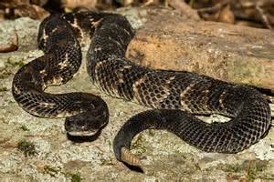 Discover Connecticut’s Only Rattlesnake Species - A-Z Animals