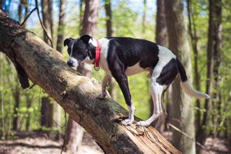 Tree Climbing Dogs Stock Photos, Pictures & Royalty-Free Images - iStock