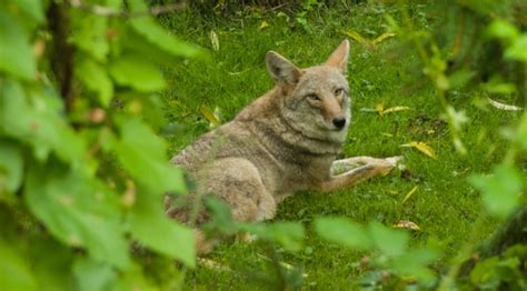 Coyote Near Shell Creek Edmonds Washington