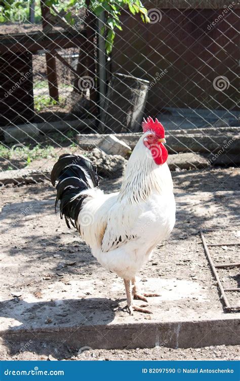 Gallo En La Yarda De Las Aves De Corral Foto De Archivo Imagen De