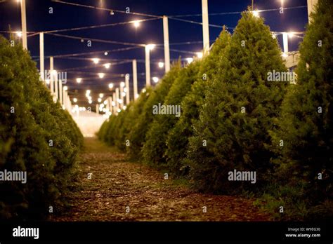 Lit-up Christmas tree farm at night Stock Photo - Alamy