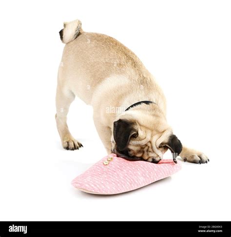 Funny, cute and playful pug dog with slipper isolated on white Stock ...