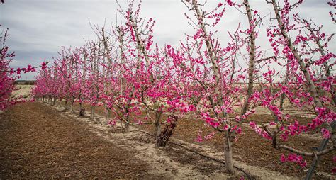 Floraci N En Cieza Murcia Florece Por El Norte Viajar Es Vivir