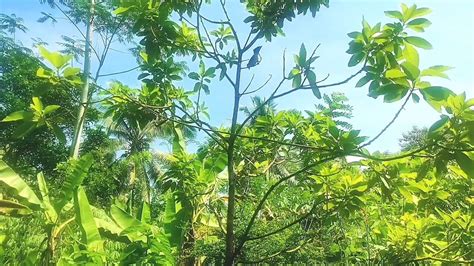 Mikat Burung Kecil Di Kebun Dapet Banyak Mikat Video Suarapikat