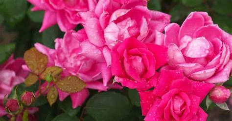 Double Knockout Roses Care: All About Growing Rosa Radtko