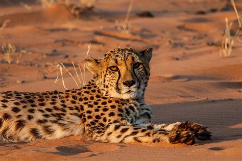 Top Big Cat Conservation Volunteer Projects Workingabroad