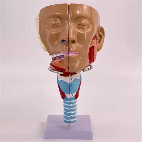 HUMAN LARYNX MODEL Anatomical Larynx Anatomy Throat Pharynx 136 61