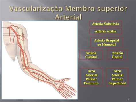 Solution Anatomia Vasculariza O E Inerva O Dos Membros Superiores