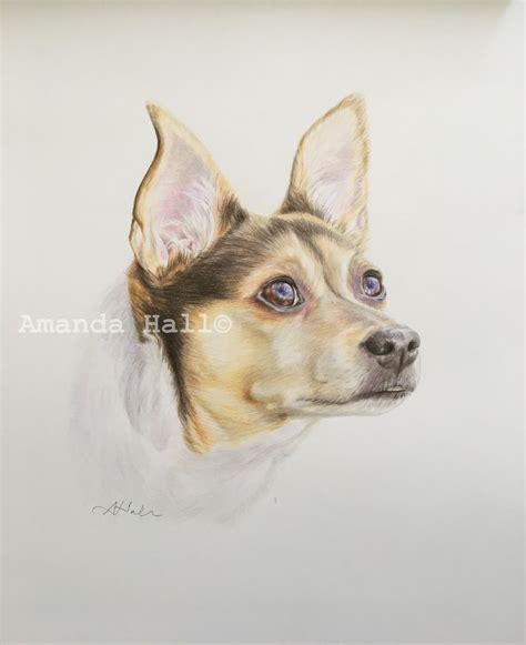 Portrait Commissions Amanda Hall Art Rat Terriers Pet Birds Dog