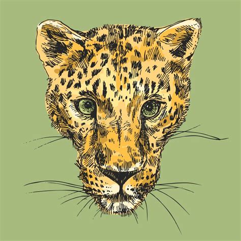 Leopardo Desenhado M O Da Ilustra O Do Vetor Ilustra O Do Vetor