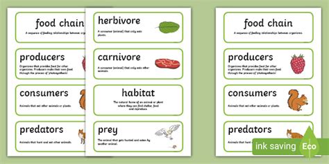 Food Chain Vocabulary Words