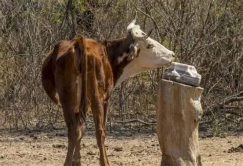 Noticia El Gobierno Declar La Emergencia Agropecuaria Para El Sector