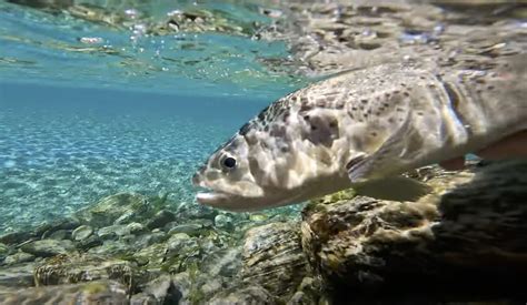 Big Trout In Tricky Water Midcurrent