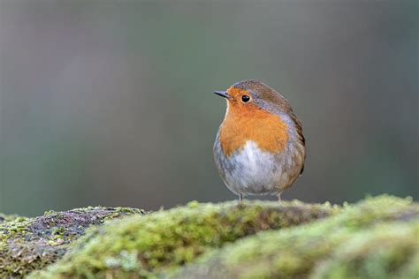 European Robin Erithacus Rubecula In A Natural Woodland Habitat