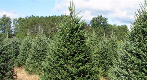 Canaan / Balsam Fir | Wholesale Christmas Trees