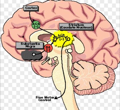 Pharm Parkinson S Disease Flashcards Quizlet