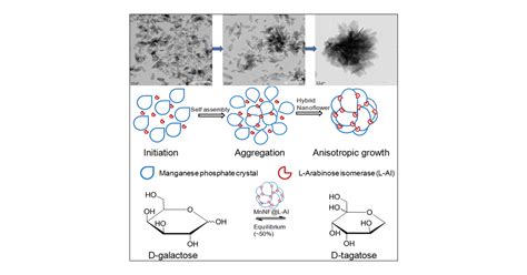 Self Assembled Hybrid Nanoflowers Of Manganese Phosphate And L