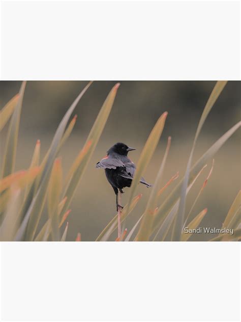 Subtle Red Winged Blackbird Sticker For Sale By Sandilin Redbubble