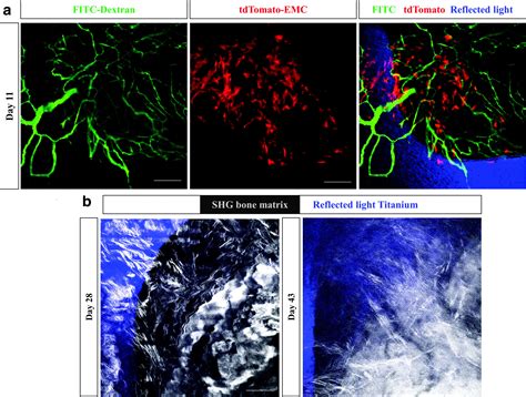 Intravital Imaging For Tracking Of Angiogenesis And Cellular Events