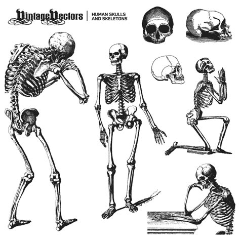 Vector Art: Human Skulls and Skeletons Illustrations — Vintage Vectors