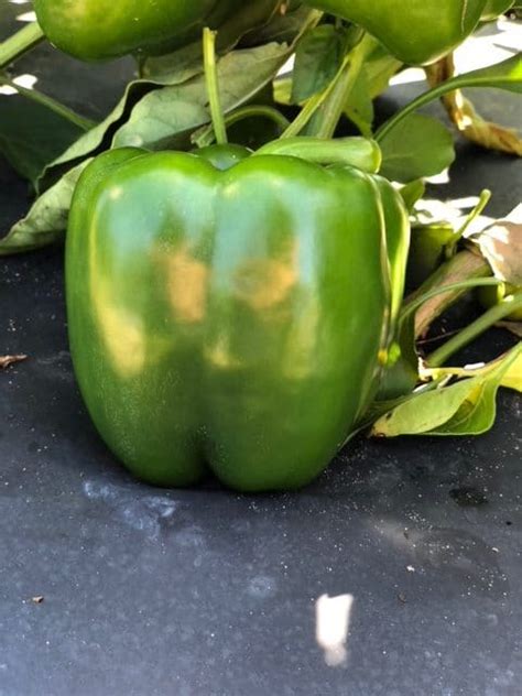 Labelle Bell Pepper Treated Seed Seedway