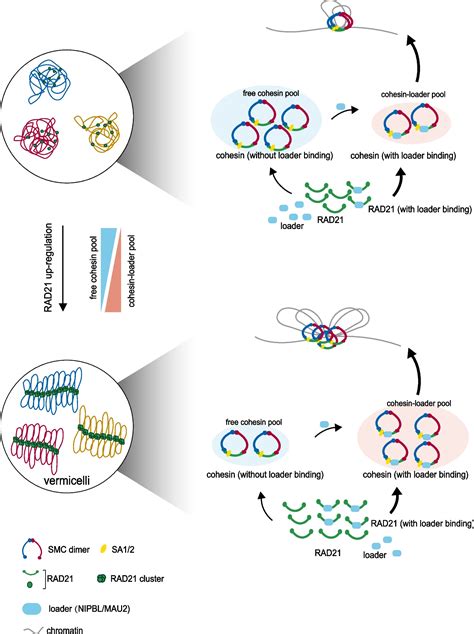 Genome Biology丨孙育杰课题组超分辨成像解析cohesin复合体在三维基因组构建中的分子机制 生物通