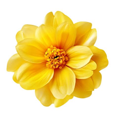 Premium Ai Image Yellow Flower Isolated On White Background Png