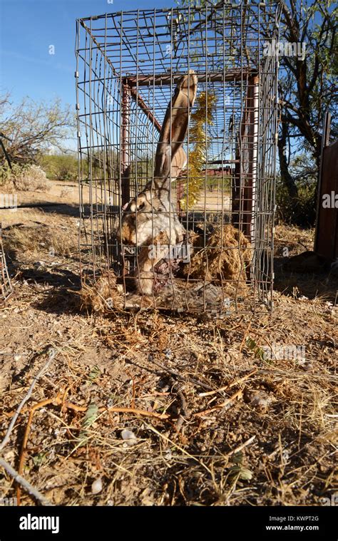 Fur Trapping Stock Photos And Fur Trapping Stock Images Alamy