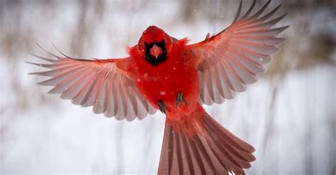 10 Fascinating Facts The Northern Cardinal Lyric Wild Bird Food