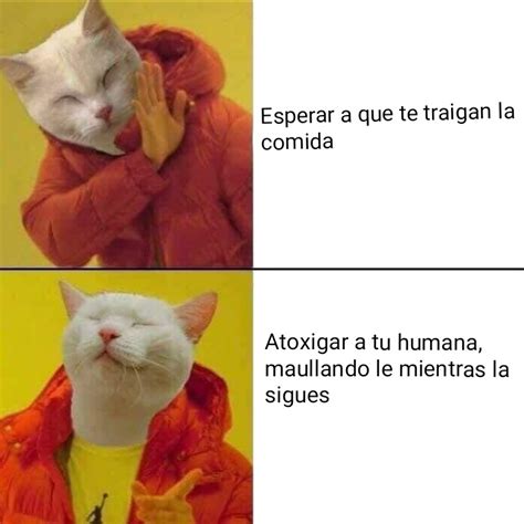 Cosas De Gatos Meme Subido Por PatataBoladora Memedroid