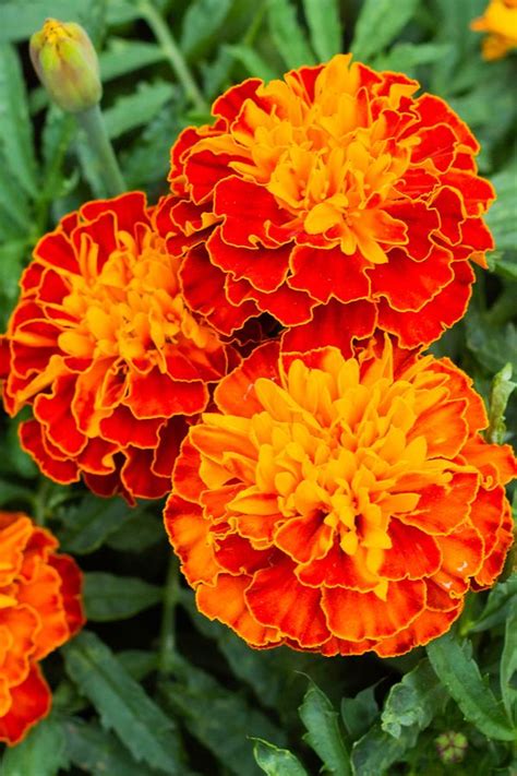 How To Repel Pests With Marigolds 5 Of The Best Marigolds To Plant