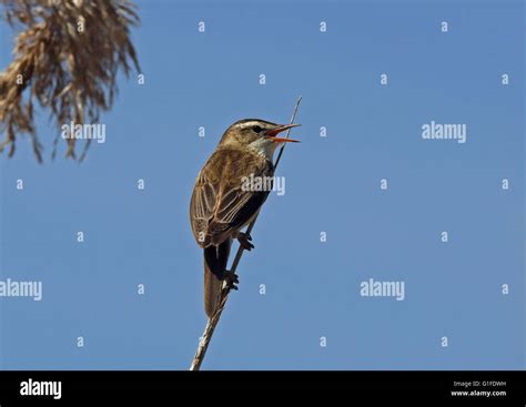 Sedge Warbler Acrocephalus Schoenobaenus Singing From A Reed Stem