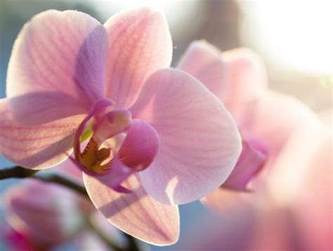 Mit Welchen Hausmitteln K Nnen Sie Ihre Orchideen D Ngen Sodass Sie