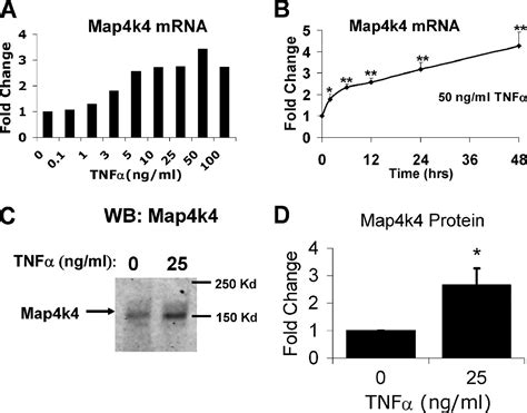 Tumor Necrosis Factor Tnf Stimulates Map K Expression Through