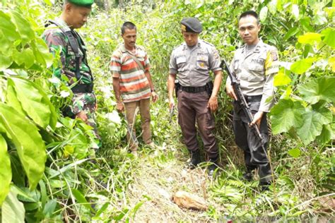 Seekor Sapi Mati Diduga Diterkam Harimau Sumatera Di Aceh Selatan