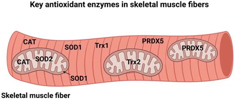 Antioxidants Free Full Text Exercise Training And Skeletal Muscle