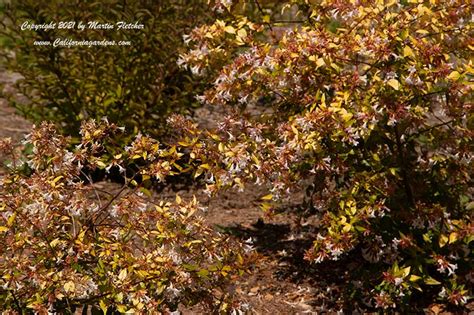 Abelia Francis Mason | California Gardens