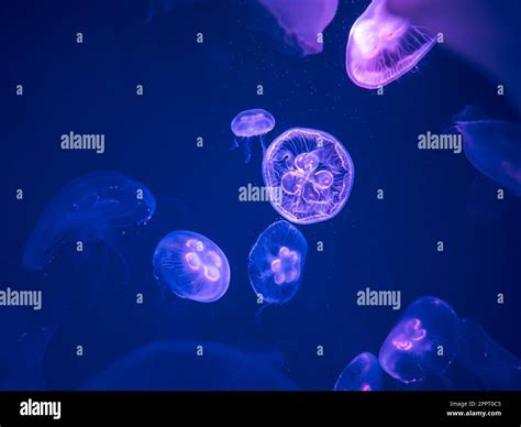 Group Of Moon Jellyfish Swim Underwater With A Soft Bioluminescence