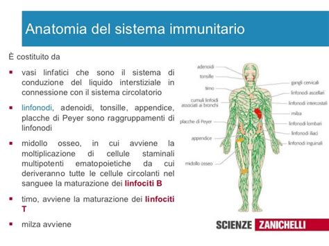 Sistema Immunitario