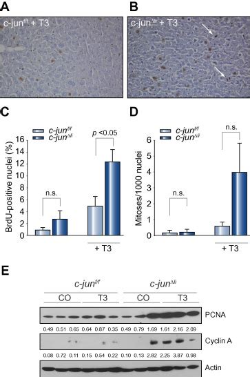 Expression Of C Jun Is Not Mandatory For Mouse Hepatocyte Proliferation