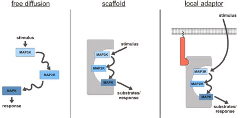 Unit 4 Test Cell Signaling Flashcards Quizlet