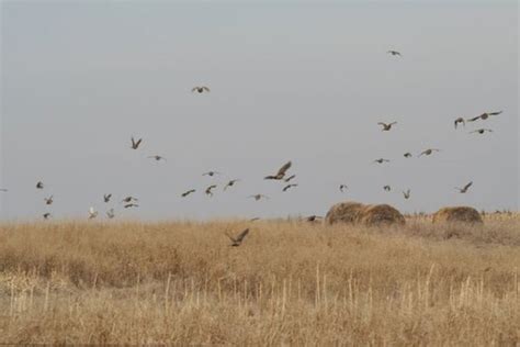 Pheasant City Lodge - Pheasant Habitat Photo 102