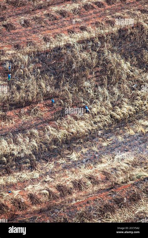 Sugar Cane Plantations Hi Res Stock Photography And Images Alamy