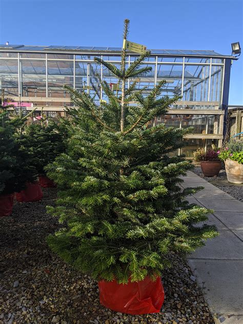 Real Pot Grown Nordmann Fir Christmas Tree Sam Turner And Sons