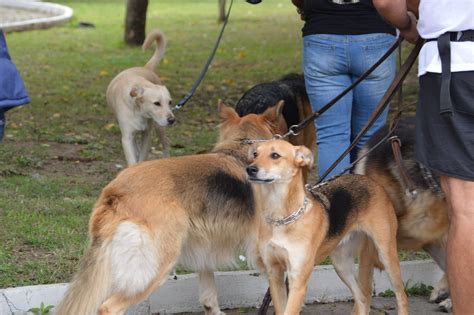 Ssg Dotar De Mil Dosis Antirr Bicas Para Vacunar A Perros Y Gatos