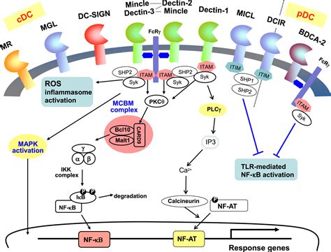 Frontiers Targeting C Type Lectin Receptors For Cancer Immunity