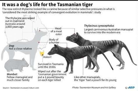 Tasmanian tiger doomed long before humans came along