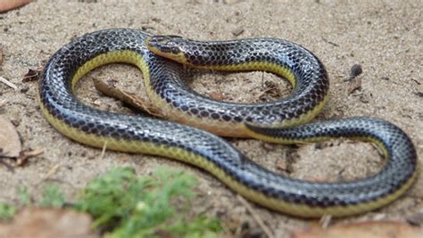 Eastern Purple Glossed Snake Snakes Of Southern Africa INaturalist