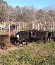 Corriente Cattle For Sale | LivestockMarket.com